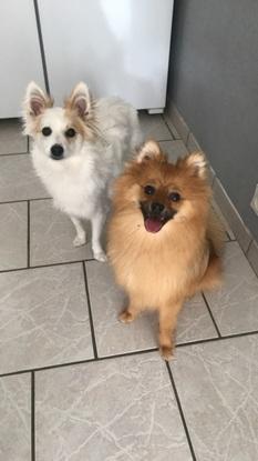 Chiens de Maman et Mamie