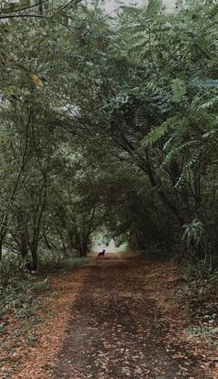 balade boisées 🌳