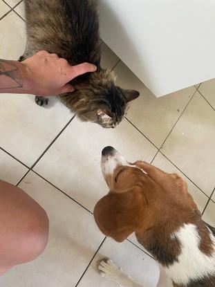 La coloc de James, Bella, assez sauvage mais pas méchante, elle adore vagabonder dan le quartier.