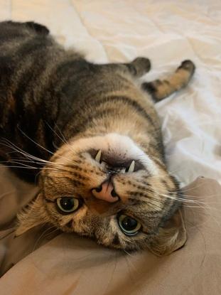 Vladimir, un chat que j’ai gardé