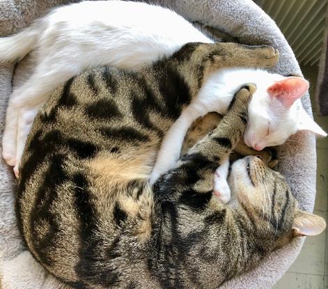Mes chats