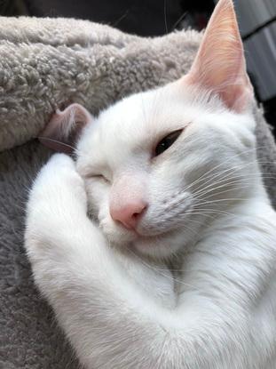 Ramsès mon chat