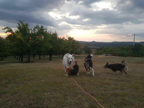 Un beagle que j'ai gardé en ballade avec des copains