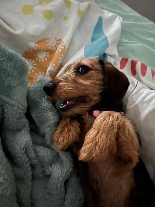 Tia