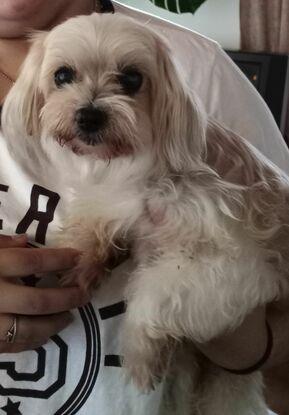 Xixi (bichon havanais)