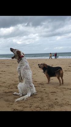 avec mes chiens...