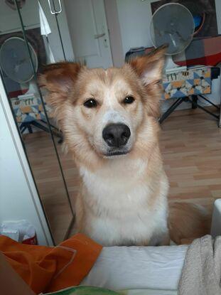 Maeli (gardé 1 mois)