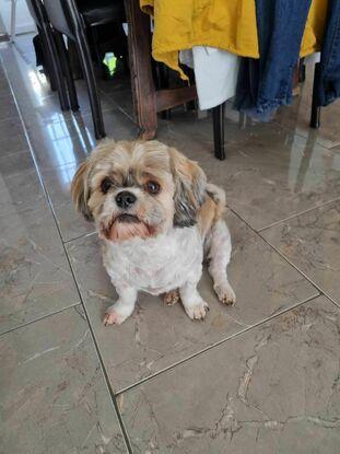 La première chienne de ma belle-mère