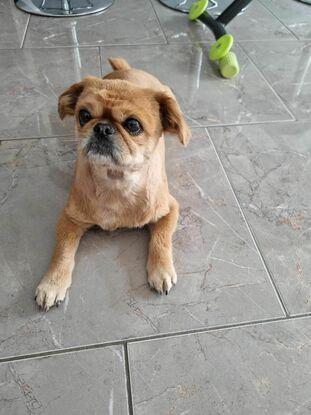 La deuxième chienne de ma belle-mère