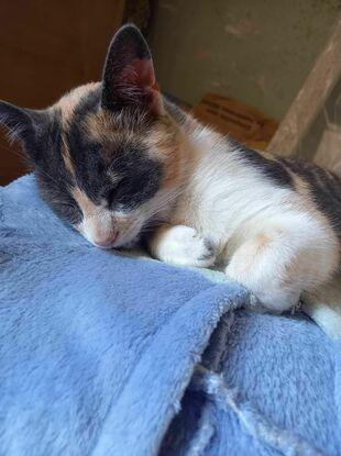 Ma petite chipie Nala