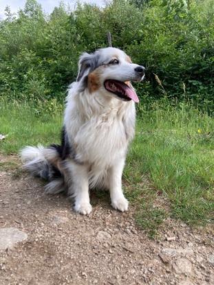 Ma chienne Kala