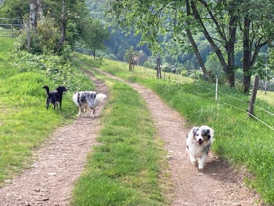 Mes chiens et leur copain