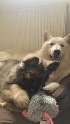 avec les chiens de ma cousine