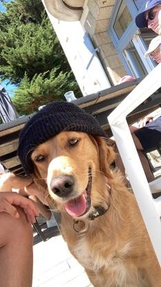 Voici ma chienne chez mes parents