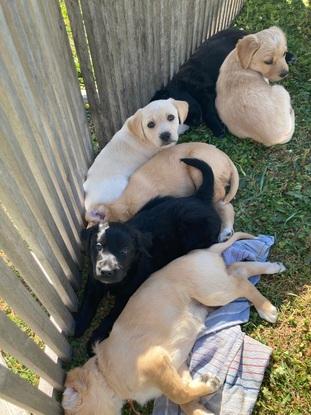Elle a eu une portée de 6 chiots dont je me suis occupé pendant 3-4mois