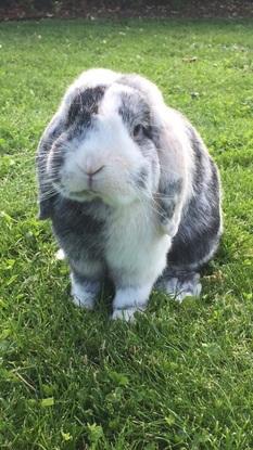 Kiwi notre petit lapin parti trop tôt