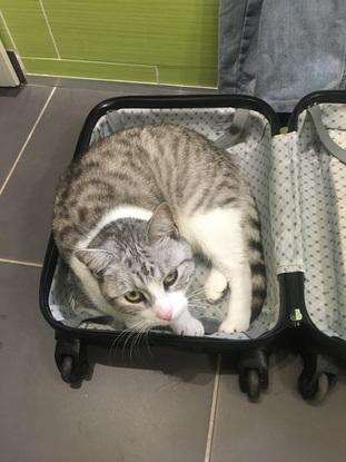 Câline le chat de la maison