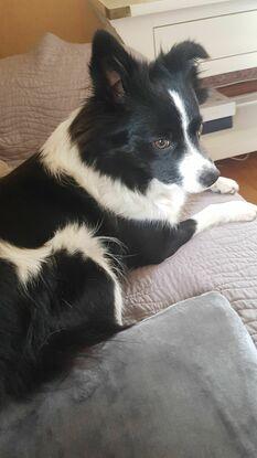 Spitz croisée border collie gardée l'été dernier