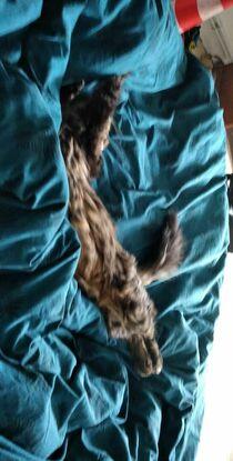 C'est un angora croisé man coon