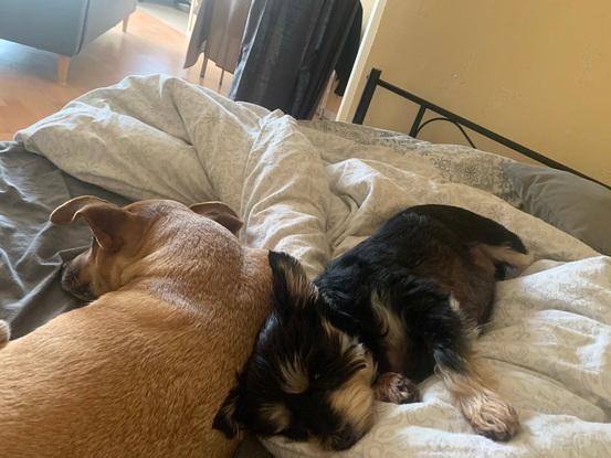 Week-end de dog-sitting