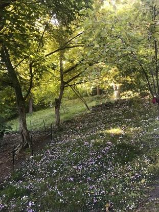 Mon jardin