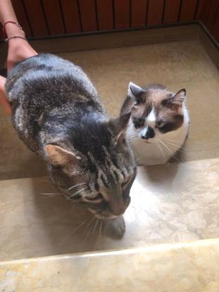 Garde de Simba et Bibou