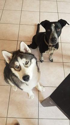 Garde de la chienne de proche