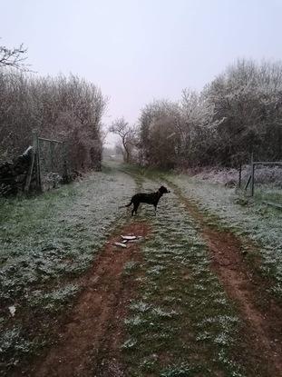 Balade avec la chienne de proche