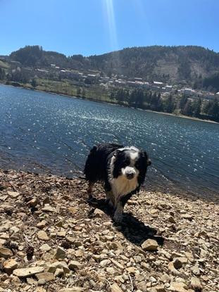 Balade avec mon chien