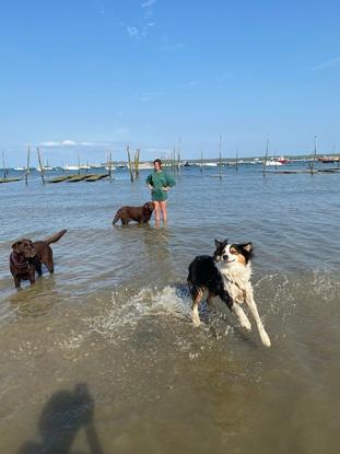 Les deux labradors que je promène