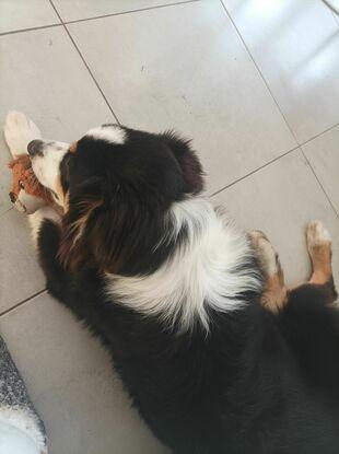 bandjit qui torture ce pauvre lion 😅