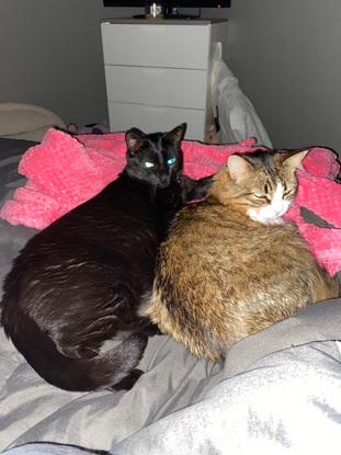 Petit dodo entre sœur dans le lit