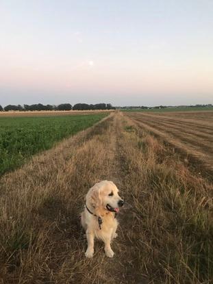 Gaston mon chien ! Il ne vit pas avec moi.