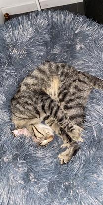 chat surexcité et joueur