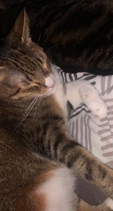 chatte calme et câline