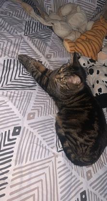 chatte anxieuse et peureuse