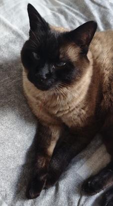 Pistache, un de mes chats