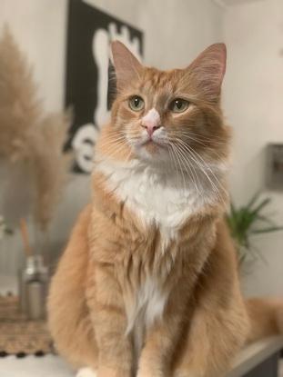 Nous gardons souvent le chat de ma bdle soeur’