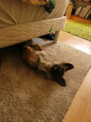 Notre petit chien Trico