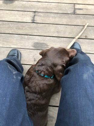 labrador de 3 mois que j’ai gardé régulièrement pendant 2 mois