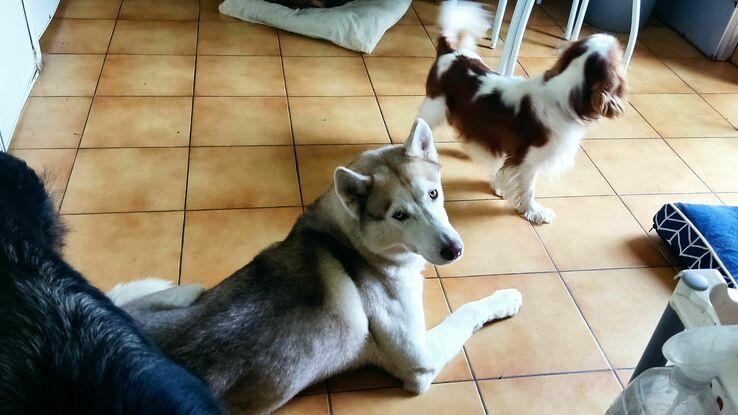 Husky et Cavalier King Charles