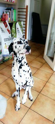 Un Dalmatien Racé 