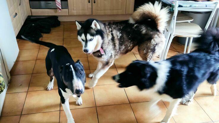 Husky , Bordel et Bull-Terrier qui joue