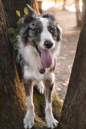 Waze (mon chien)