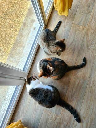 Grizzly, Bumblebee, Cristalline