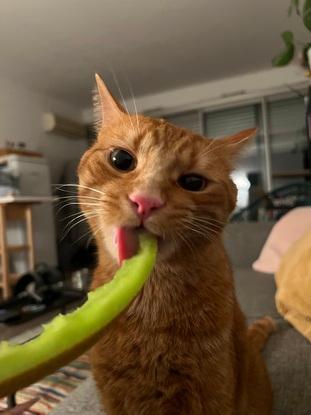 Le goûter