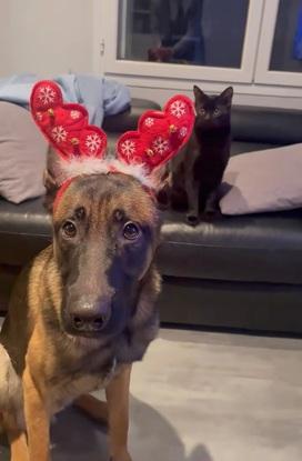 Koda vous souhaite un joyeux noël