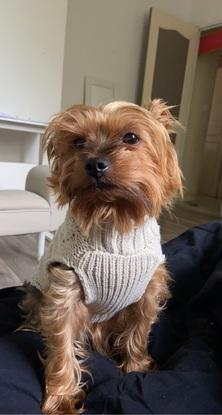 Je suis trop beau avec mon pull mon pullu