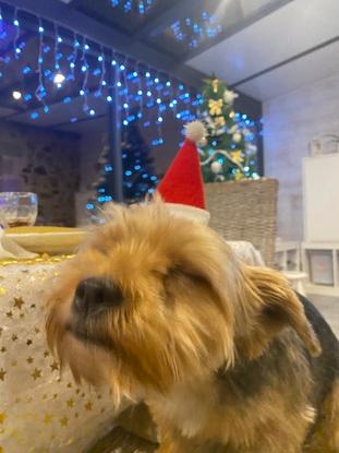 Nono à Noël
