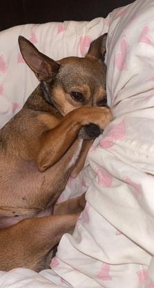 Ma chienne